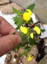 Image result for Calceolaria tripartita