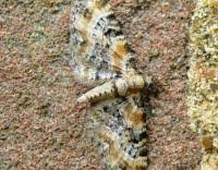 Image result for Eupithecia pulchellata