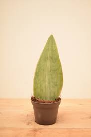 Image result for Sansevieria metallica