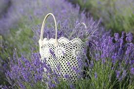 Der beste zeitpunkt lavendel zu pflanzen, ist im mai. Lavendel Im Garten Kennen Sie Diese 3 Beliebten Sorten