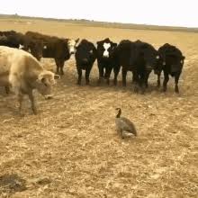 We»ve been bringing her food and water. Goose Attack Gifs Tenor