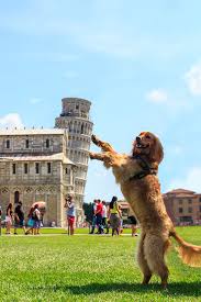 See more of poze haioase on facebook. Haz De Necaz VedeÈ›i Cele Mai Haioase Imagini Cu Turnul Din Pisa Surprinse De TuriÈ™ti Ea Md