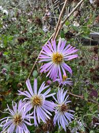 Image result for Aster chimanimaniensis