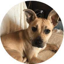 We rely solely on donations to be able to operate. Clinton Illinois Animal Rescue Second Chance For Pets
