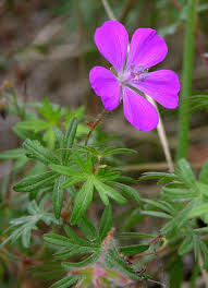 Image result for Geranium aculeolatum