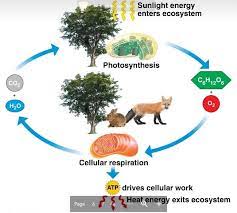 This biologywise article provides you with its diagram and some brief information. Cellular Respiration Chapter 4 Diagram Quizlet