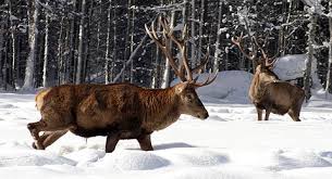 Finden sie mehr informationen zu alpenhof königssee auf searchandshopping.org für gunzenhausen. Bayerische Schlosserverwaltung Aktuelles Wildfutterung Am Konigssee