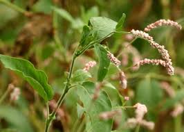 Image result for Persicaria decipiens
