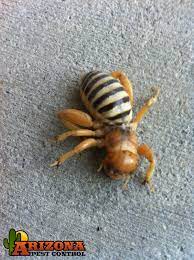 House crickets are the type you're most likely to see (or hear) in and around your home or commercial building in phoenix and throughout the valley. The Bizarre Looking Jerusalem Cricket Is Becoming A More Common Pest Of Homes In Arizona Where They Are Often Mistaken For Spiders