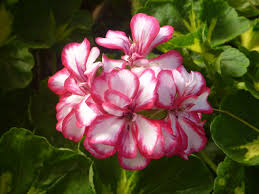 Maybe you would like to learn more about one of these? Nice Unique Flowers Pdpics Com