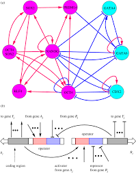 Common designs for home networks offer both pros and cons. The Wiring Diagram For The Stem Cell Developmental Network Including Download Scientific Diagram