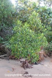 Image result for Bruguiera