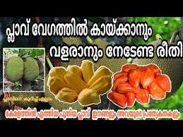 Maybe you would like to learn more about one of these? Video Jackfruit