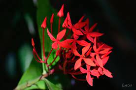 These Beautiful Flowersare Called Nooru Varahalu In Telugu The Scientific Name Is Plumeria Alba Beautiful Flower Names Pink Color