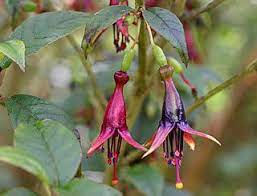 Pin On Fuchsia