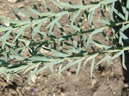 Image result for Linaceae