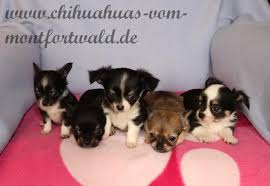 Kinderfreundlich, für senioren geeignet, für familien geeignet. Chihuahua Welpen Gunstig Kaufen Hunde Haustier Anzeiger