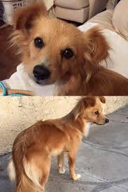 Found Pomeranian mix in Brooklawn, no microchip