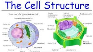 Smooth endoplasmic reticulum, mitochondria, golgi bodies, lysosomes. Ø§Ù„Ù…Ø­Ø§Ø¶Ø±Ø© 13 Ø´Ø±Ø­ Cell Structure Biology 1st Sec Youtube