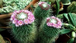 Dimensions of plant approximately 3 1/2 inches can handle down to freezing but not for an extended period of time. My Mammillaria Spinosissima Un Pico Cactus Plant In Flower In The Polytunnel Youtube