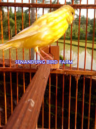 Tersedia berbagai macam produk burung hantu anakan sesuai dengan kebutuhan hewan peliharaan kesayangan kamu. Jual Beli Burung Kenari Di Salatiga Senandungburung