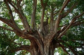 790 Pipal Tree Photos Free Royalty Free Stock Photos From Dreamstime