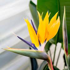 Mandela S Gold Bird Of Paradise Tropicals Michigan Bulb