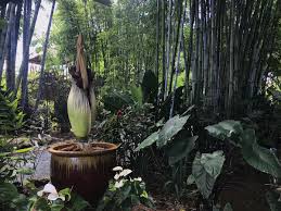 Check spelling or type a new query. A Corpse Flower Named For Its Stench Blooms At A Loxahatchee Nursery Wjct News