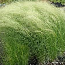 Zartes Federgras Stipa Tenuissima Pony Tails Ebay Federgras Gras Ziergras