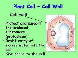 Chlorophyll gives plants their green color and allows them to perform photosynthesis. Ppt 7 3 Eukaryotic Cell Structures Powerpoint Presentation Free Download Id 5958868