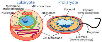 One vital part of an animal cell is the nucleus. Two Types Of Cells Advanced Ck 12 Foundation