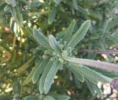 Image result for Lavandula dentata