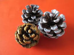 Ce sont les pignons de pin. Faire Des Decorations De Noel Avec Des Pommes De Pin