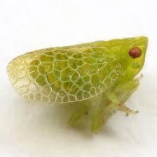 Pin On Insects
