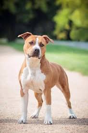Americain Staff With Images Pitbull Dog Breed American Staffordshire Terrier Puppies Staffy Dog
