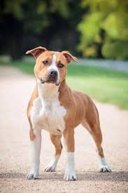 In the early 20th century, the american staffordshire terrier evolved, through selective breeding, into two types. 100 American Staffordshire Terrier Ideas American Staffordshire Terrier Staffordshire Terrier Terrier