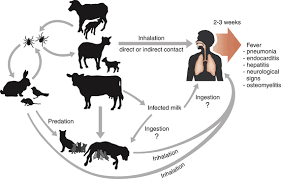 Image result for Q Fever