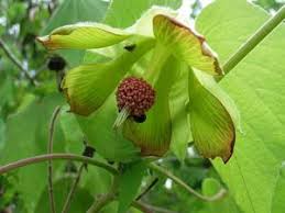Image result for Abutilon austro-africanum