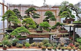 44 Stunning Bonsai Garden Ideas Best For Outdoor Decor Trendehouse Bonsai Garden Buy Bonsai Tree Indoor Bonsai