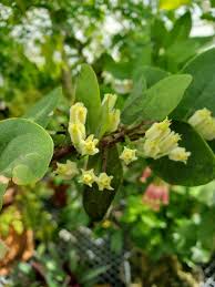 Image result for Jatropha curcas