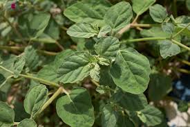 Image result for Boerhavia repens
