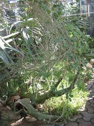Image result for Adenia fruticosa