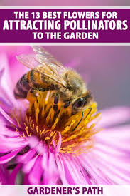 Hummingbirds, butterflies and ladybugs are pollinators. 13 Best Flowers For Attracting Pollinators To The Garden Gardener S Path