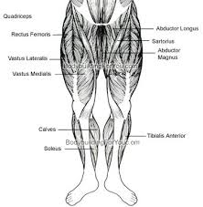 As a result the physician will be able to provide you with exact medication based on the report and thus, you will be to. Legs Muscle Chart Front Jpg Anatomy Your Fingertips