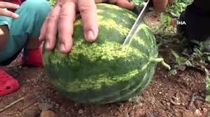 Dogu Karadeniz In Tek Karpuz Uretim Merkezinde Hasat Basladi