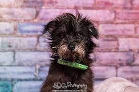 Find a pet to adopt. Madison Wi Yorkie Yorkshire Terrier Meet Jack A Pet For Adoption