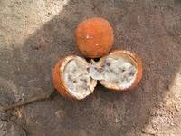 Image result for Landolphia owariensis