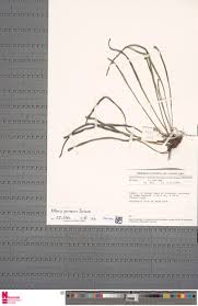 Image result for Vittaria guineensis