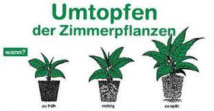 Tending to plants under the blazing sun is its own form of meditation. Cannabis Hanf Umtopfen Oder Aussetzen Irierebel