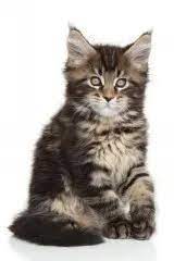 Maine Coon Kittens For Sale In Kentucky